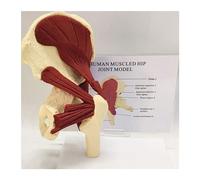 Human Muscular Hip Articulation Model, Hip Articulation Model Model Model of The Hip Articulation with pelvi Muscles