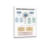 Human Nervous System and Brain Anatomy Poster, Mental Health Educational Canvas for Office(Unframed,08x12inch(20x30cm))