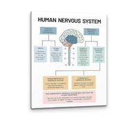 Human Nervous System Brain Anatomy Mental Health Art Neuroscience Canvas Print for Therapy Office Psychology Decor(Unframed,08x12inch(20x30cm))