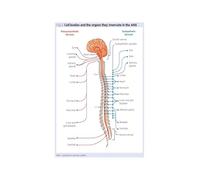 Human Nervous System Chart Autonomic Nerves Spinal Cord Vagus Nerve Anatomy Educational Poster Wall Art For Classroom Medical Office Therapy Room(Framed,16x24inch(40x60cm))