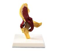 Human Organ Model Il Modello Del'articolazione Del'anca Umana Riflette La Relazione tra Femore Umano, Bacino E I Muscoli Organi Educativi