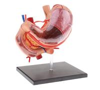 Human Organ Model Modelli Anatomici Corpo Umano Modello di Stomaco Ingrandito 70x Organi Educativi