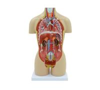 Human Organ Model Modello Anatomico del Torso Umano Scomponibile di A metà Corpo in 16 Pezzi con Organi Interni Organo Viscerale Organi Educativi