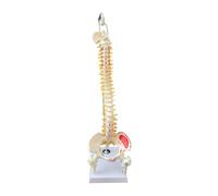 Human Organ Model Modello Di Anatomia Della Colonna Vertebrale Umana Con Risorse Didattiche Mediche Pelviche Per Lo Strumento Didattico Per Studio Del'anatomia Dello Scheletro Organi Educativi