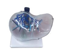 Human Organ Model Modello di Anatomia Del'organo Umano Organo del Fegato Educativo per L'insegnamento Organi Educativi