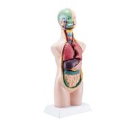Human Organ Model Modello di Anatomia Umana del Corpo Torso Umano Rimovibile per Medicina Scolastica Organi Educativi