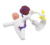 Human Organ Model Modello di Bacino Consegna del Simulatore Corpo Umano Formazione Ostetrica Dimostrativo Set E Staccabile Organi Educativi