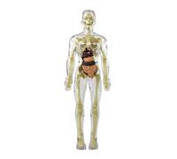 Human Organ Model Modello di Scheletro Umano Anatomia del Corpo con Ossa E Movimento per L'apprendimento della Scienza Organi Educativi(Transparent)
