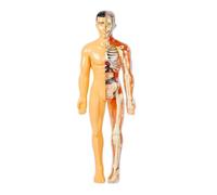 Human Organ Model Modello di Scheletro Umano Anatomia del Corpo con Ossa E Movimento per L'apprendimento della Scienza Organi Educativi(Bruin)