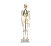 Human Organ Model Modello di Scheletro Umano Anatomico della Colonna Vertebrale Umana Formazione Educativa Medica per Laboratori Organi Educativi