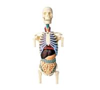 Human Organ Model Torso Modello del Corpo Umano Anatomico 4D dei Modelli Medici dello Scheletro Organi Educativi