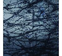 Human Rays - A Tension