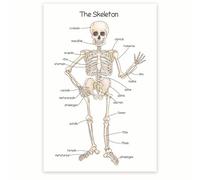 Human Skeletal System Anatomy Poster, Detailed Chart of 206 Bones and Their Structures, Educational Reference for Classroom, Library and Clinic Decor(Unframed,08x12inch(20x30cm))