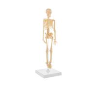 Human Skeleton Model - 17.7" High Diy Anatomy Educational Toy
