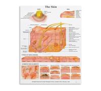 Human Skin Anatomy Poster Layers and Structure Diagram Canvas Wall Art for Study Room Bedroom(Unframed,08x12inch(20x30cm))