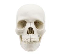 Human Skull Model, Anatomical Head Duplicate, 15 parti Life Size Design, Realistic Bone Detail, Cranium Caps Included, Best Medical Study and Enhanced Learning 5.75x4.02x3.43 Inches