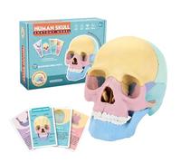 Human Skull Model - Detachable Human Head Skull, Colorful Skeleton Toy with Removable Parts, Educational Skulls Head Model for Anatomy Art Study Cosmetic Medicine Classroom