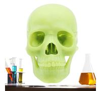 Human Skull Model, Life Size Skull, Anatomical Skull Model, Detachable