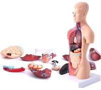 Human Torso Organ Structure Body Models 15 Pcs Corpo Umano Modello Anatomico Torso Medical Scheletro Anatomico Model Anatomy Doll Education Organs Model for Teaching Study 28CM