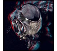 Humanfly - A God Among Insects