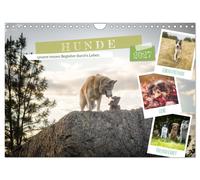Hunde, unsere treuen Begleiter durch's Leben. (Wandkalender 2027 DIN A4 quer), C