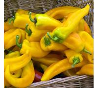 Hungarian spicy yellow pepper seeds, for soups! A pleasant treat! Non-GMO! : Package Contains seeds