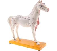 HUOYALU Modello di Anatomia di agopuntura del Corpo a Cavallo, Modello di Cavallo AcuPoint Model Biologia Modello di Cavallo