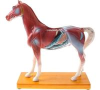 HUOYALU Modello di Cavallo Modello AcuPoint Modello Biologia Modello di Cavallo Modello Animale anatomico per Gli aiuti didattici veterinari Anatomia