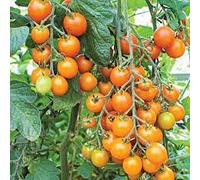 Hurricane Palm Tree Seeds Seeds ONLY