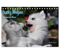 Husky Welpen (Tischkalender 2026 DIN A5 quer), CALVENDO Monatskalender: Siberian Husky Welpen sind wahre Schönheiten. Davon kann man sich beim Anblick dieser Bilder überzeugen