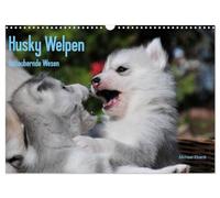 Husky Welpen (Wandkalender 2026 DIN A3 quer), CALVENDO Monatskalender: Siberian Husky Welpen sind wahre Schönheiten. Davon kann man sich beim Anblick dieser Bilder überzeugen