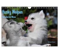 Husky Welpen (Wandkalender 2026 DIN A4 quer), CALVENDO Monatskalender: Siberian Husky Welpen sind wahre Schönheiten. Davon kann man sich beim Anblick dieser Bilder überzeugen