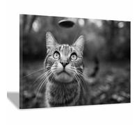 HUYEEI Moderna In Bianco E Nero Fotomurali Gatti che osservano Moda alla moda Decorazione da Muro,Design Cameretta Carta ufficio per Pareti Soggiorn(bianco e nero143)-70x100cm Incorniciato