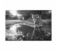 HUYEEI Moderna In Bianco E Nero Fotomurali Gatti sull'acqua Moda alla moda Decorazione da Muro,Design Cameretta Carta ufficio per Pareti Soggiorn(bianco e nero128)-70x100cm Non incorniciato