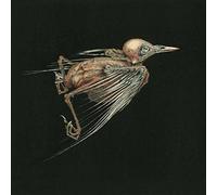 Hval, Jenny & Susanna - Meshes Of Voice (4 LP)