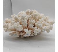 HXSCOO 1 Pezzo di Corallo Bianco Naturale a grappolo di Cristallo Acquario Ornamenti paesaggistici Decorazione di barriera corallina Campione Decorazioni for la casa Regalo (Size : 80-120g)