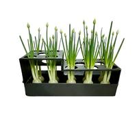 Hydroponic Green Onion Grower Container - Reusable Regrowth Sprouting Vase, Kitchen Growing System For Fresh Scallions, Water Based Plant Propagation Jar | Compact Windowsill Countertop Gardening