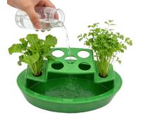 Hydroponic Onion Planter - Hydroponic Tray For Green Onion Regrow | Scallion Vegetable Container For Windowsill, Counter, Balcony & Indoor Planting