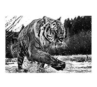 HYFBH Animali bianchi neri moderni Poster e stampe quadri su tela pittura tigre e lupo quadri per soggiorno Decor-60x80cm con cornice
