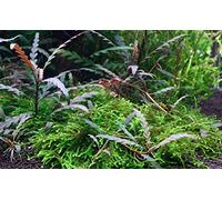 Hygrophila pinnatifida - in-vitro - Piante vive per acquario