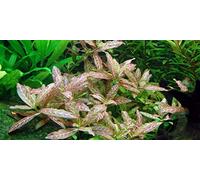 Hygrophila Polysperma Rosanervig - 1 Mazzo - Piante vive per acquario