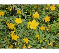Hypericum Dummeri "Peter Dummer" - 24 piante - 10-25 cm - Ø 9 cm - Erba di San Giovanni resistente - Fiori gialli - Copertura del terreno - Facile da pulire