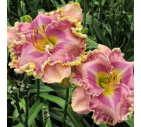 I bulbi di Hemerocallis sono facili da coltivare, hanno una lunga conservabilità e rimangono verdi tutto l'anno.-3bulbi-C