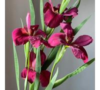 I bulbi di iris sono resistenti all'inverno, balcone, per luoghi soleggiati, primaverili esotiche giardino 8pcs