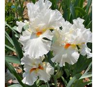 I bulbi di iris sono resistenti all'inverno, decorazione da balcone per luoghi soleggiati, primaverili 6pcs