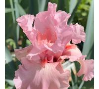 I bulbi di iris sono resistenti all'inverno, per luoghi soleggiati, primaverili da all'esterno per la decorazione del balcone, 5pcs