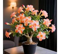 I bulbi di rosa del deserto fioriscono con bellezza naturale.-2cipolla-X