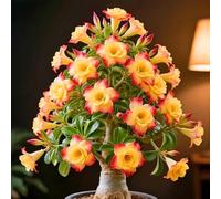 I bulbi di rosa del deserto sono vivaci e colorati, perfetti per decorare il tuo giardino o il tuo balcone.-5bulbi-Z