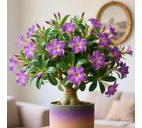 I bulbi di rosa del deserto sono vivaci e colorati, perfetti per decorare il tuo giardino o il tuo balcone.-2bulbi-C