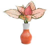 I Giardini di Giulia | Aglaonema Lucky Red in Idrocultura con Vaso Artigianale in Argilla Ø10,5 cm | Pianta Vera da Interno con Foglie Rosa e Verdi | Senza Terriccio - Compatta e Facile (Salmone)